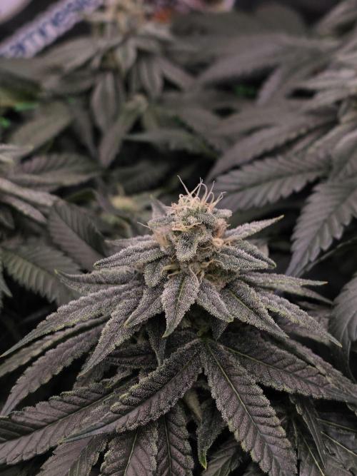 Straw Limez 🍓🍋‍. Week 13