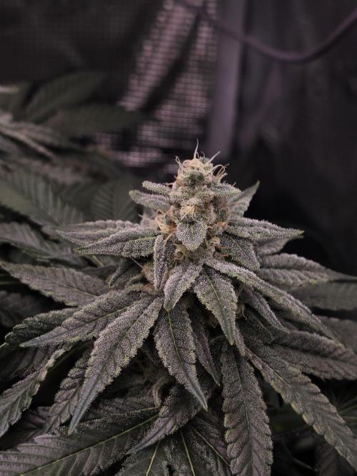 Straw Limez 🍓🍋‍. Week 13