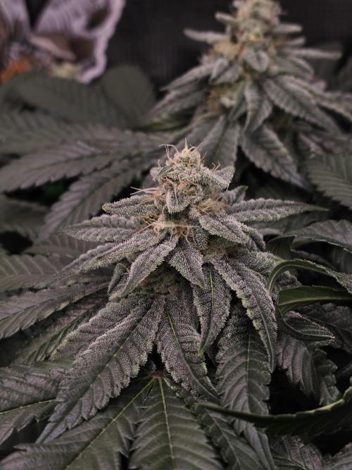 Straw Limez 🍓🍋‍. Week 13