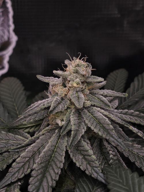 Straw Limez 🍓🍋‍. Week 13