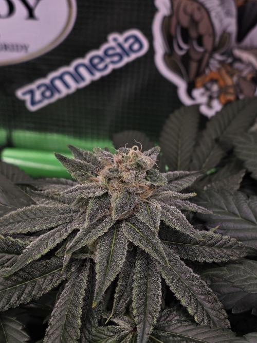 Straw Limez 🍓🍋‍. Week 13