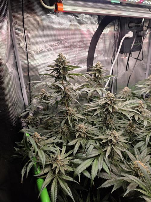 White Truffle 🍄‍ aka Candy Truffel. Week 14