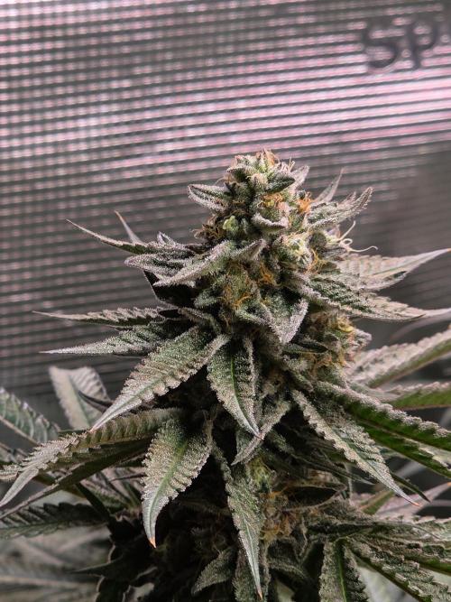White Truffle 🍄‍ aka Candy Truffel. Week 14