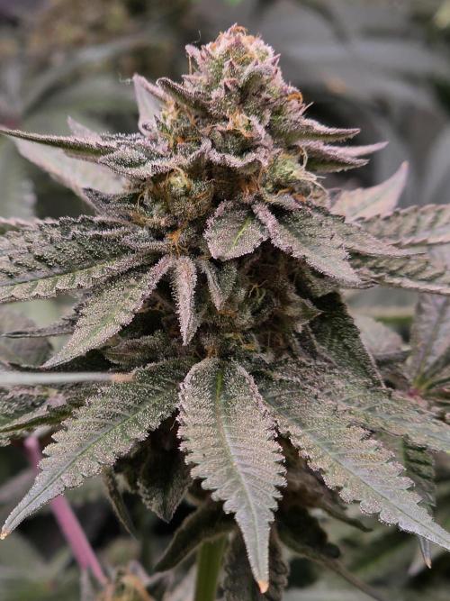 White Truffle 🍄‍ aka Candy Truffel. Week 14