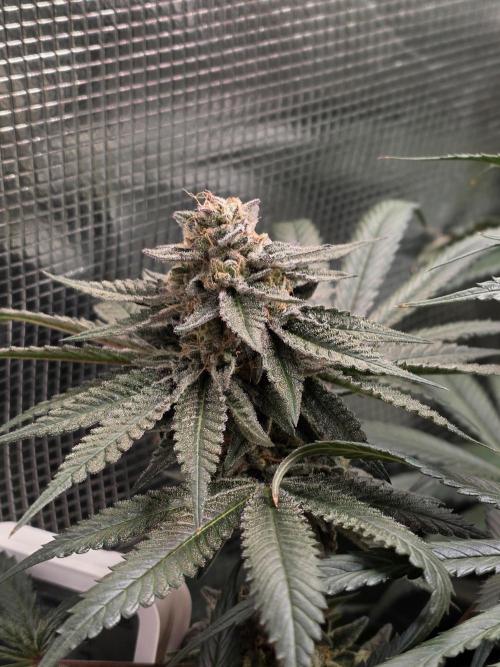 White Truffle 🍄‍ aka Candy Truffel. Week 14