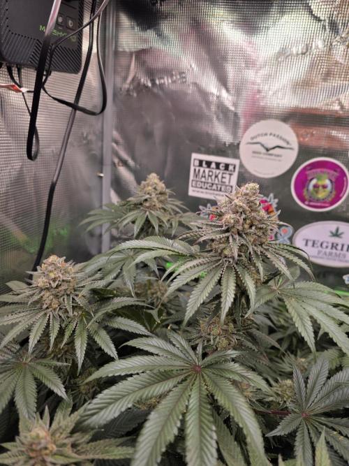 🐝🍯 Nectar Drip  #573/750. Week 14
