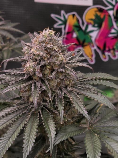 🐝🍯 Nectar Drip  #573/750. Week 14