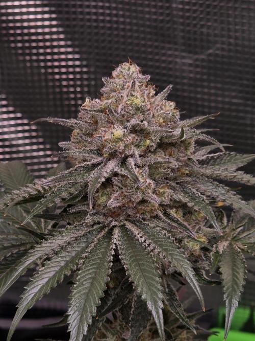 🐝🍯 Nectar Drip  #573/750. Week 14