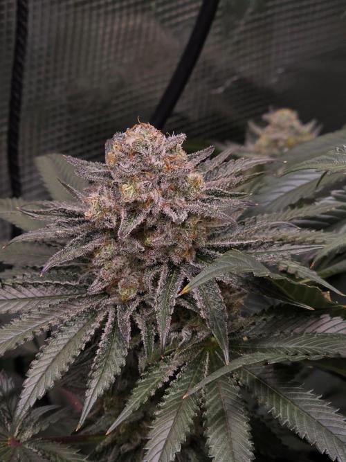 🐝🍯 Nectar Drip  #573/750. Week 14