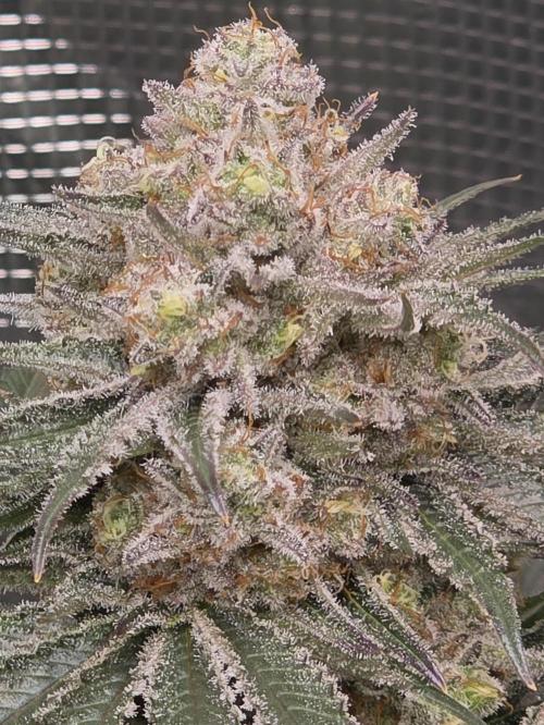 🐝🍯 Nectar Drip  #573/750. Week 14