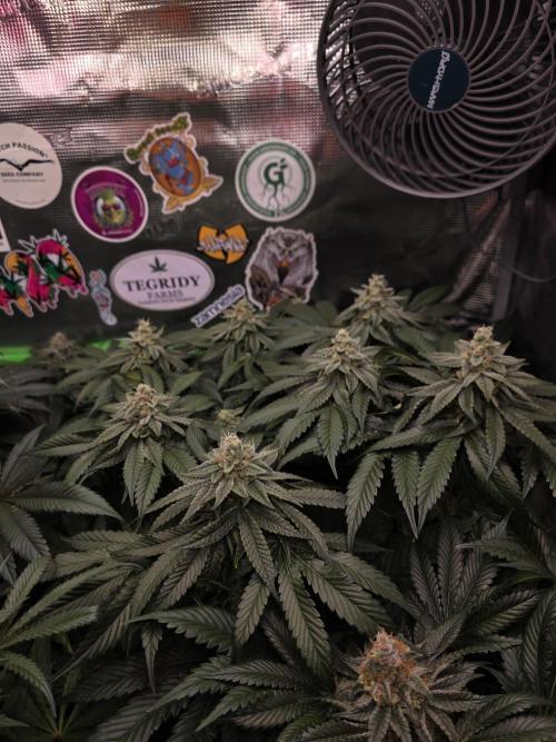 Straw Limez 🍓🍋‍. Week 14