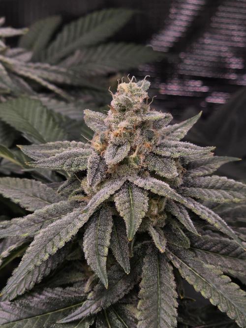 Straw Limez 🍓🍋‍. Week 14