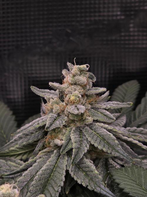Straw Limez 🍓🍋‍. Week 14