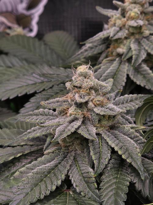Straw Limez 🍓🍋‍. Week 14