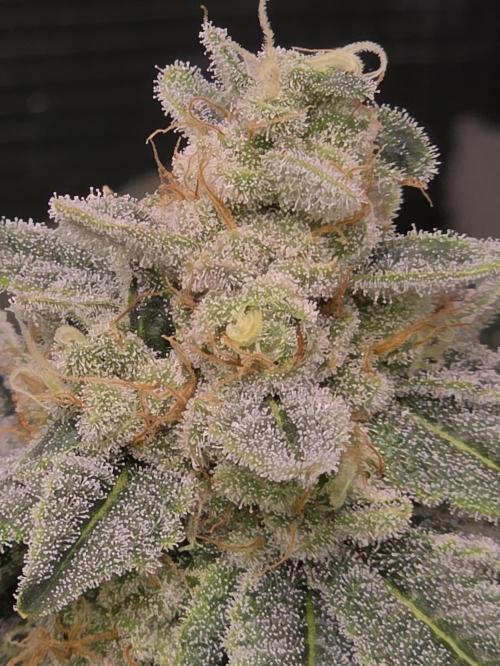 Straw Limez 🍓🍋‍. Week 14