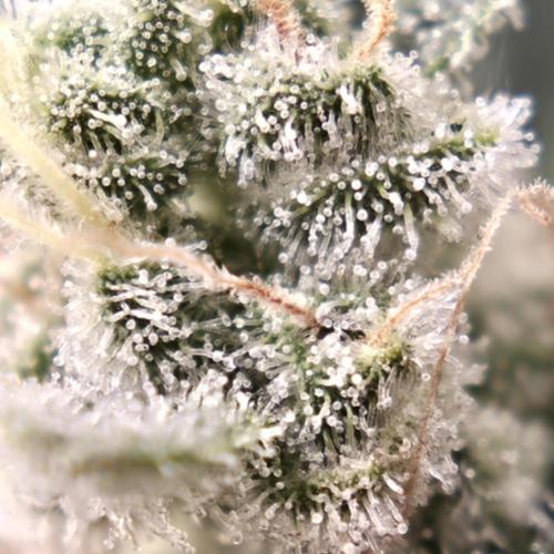 Straw Limez 🍓🍋‍. Week 14