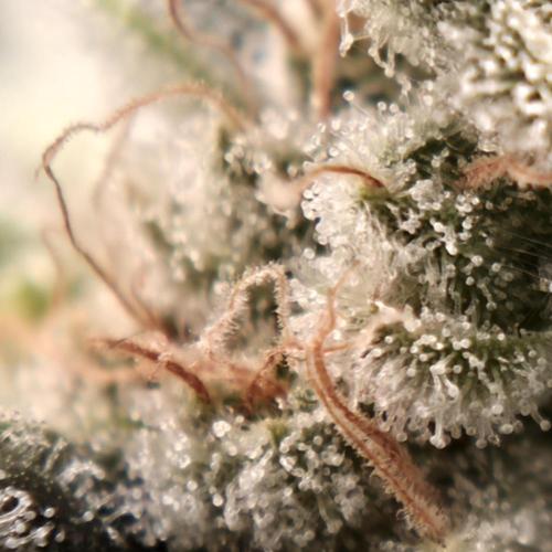Straw Limez 🍓🍋‍. Week 14