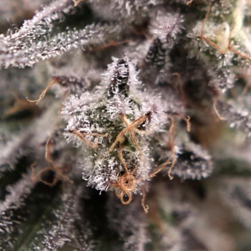 🐝🍯 Nectar Drip  #573/750. Week 14