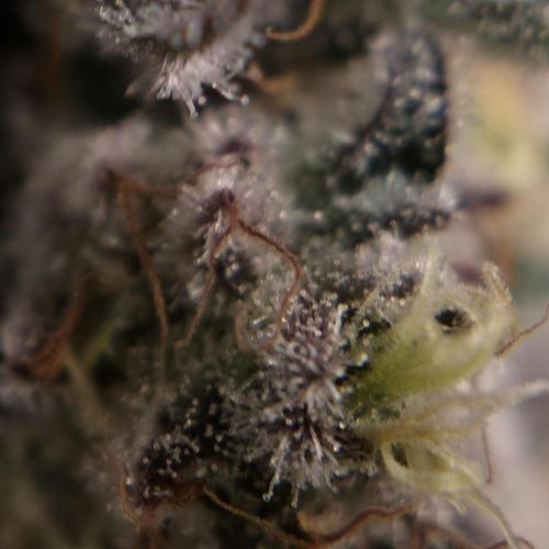 🐝🍯 Nectar Drip  #573/750. Week 14