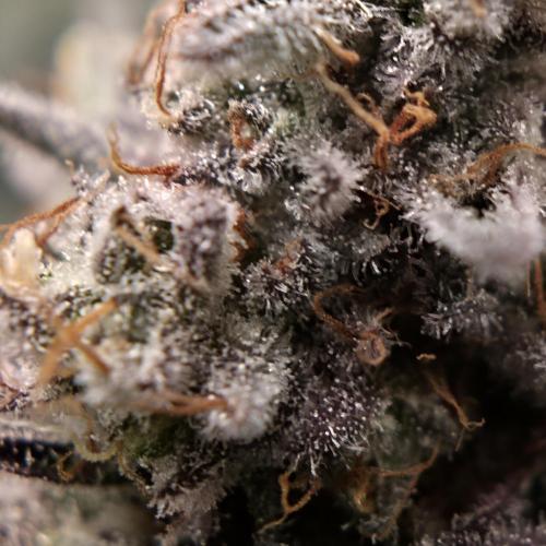 🐝🍯 Nectar Drip  #573/750. Week 14