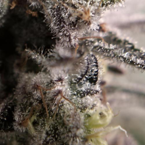 🐝🍯 Nectar Drip  #573/750. Week 14