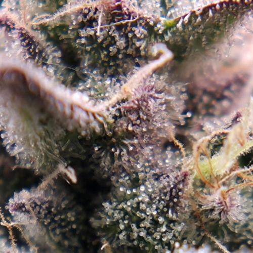White Truffle 🍄‍ aka Candy Truffel. Week 14