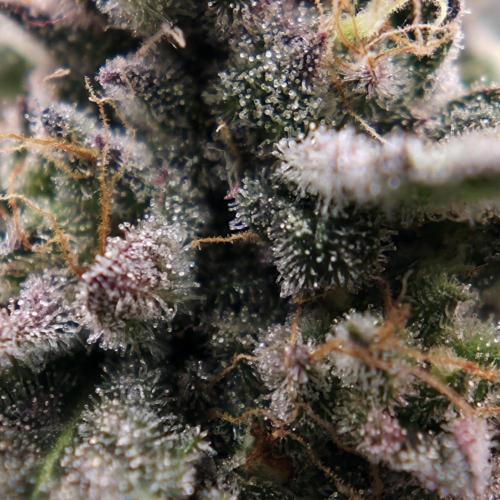 White Truffle 🍄‍ aka Candy Truffel. Week 14