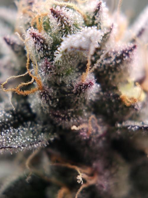 White Truffle 🍄‍ aka Candy Truffel. Week 14