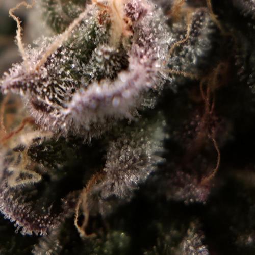 White Truffle 🍄‍ aka Candy Truffel. Week 14