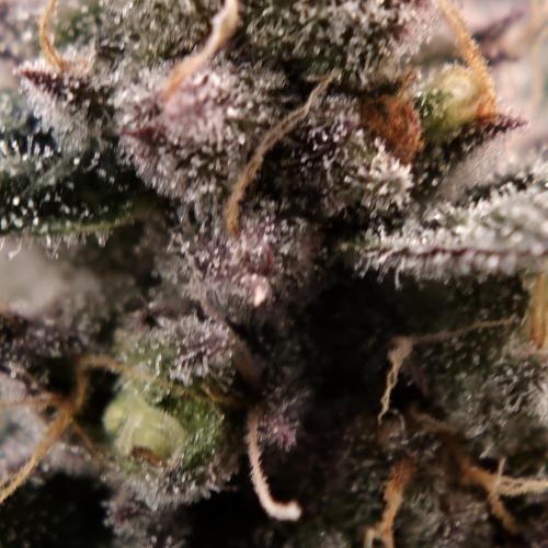 White Truffle 🍄‍ aka Candy Truffel. Week 14