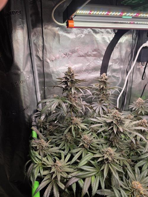 White Truffle 🍄‍ aka Candy Truffel. Week 15