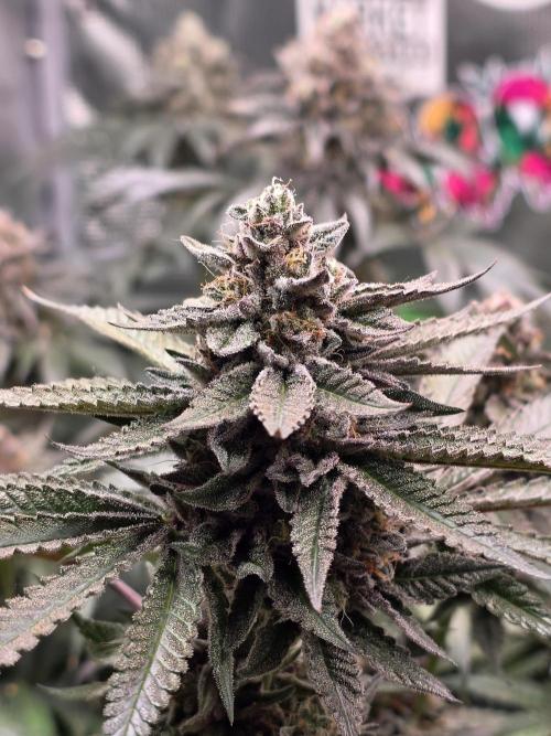 White Truffle 🍄‍ aka Candy Truffel. Week 15