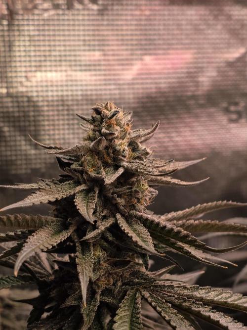 White Truffle 🍄‍ aka Candy Truffel. Week 15