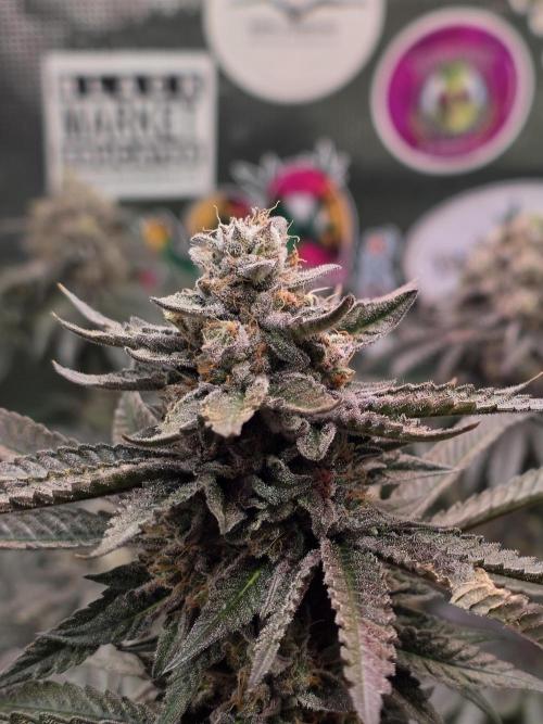 White Truffle 🍄‍ aka Candy Truffel. Week 15