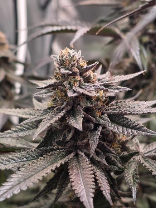 White Truffle 🍄‍ aka Candy Truffel. Week 15