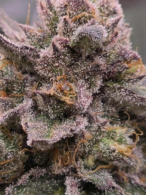 White Truffle 🍄‍ aka Candy Truffel. Week 15