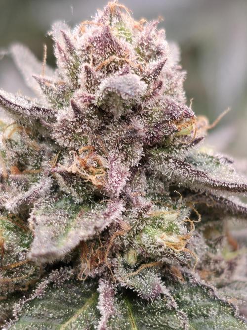 White Truffle 🍄‍ aka Candy Truffel. Week 15