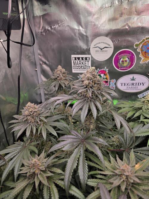 🐝🍯 Nectar Drip  #573/750. Week 15