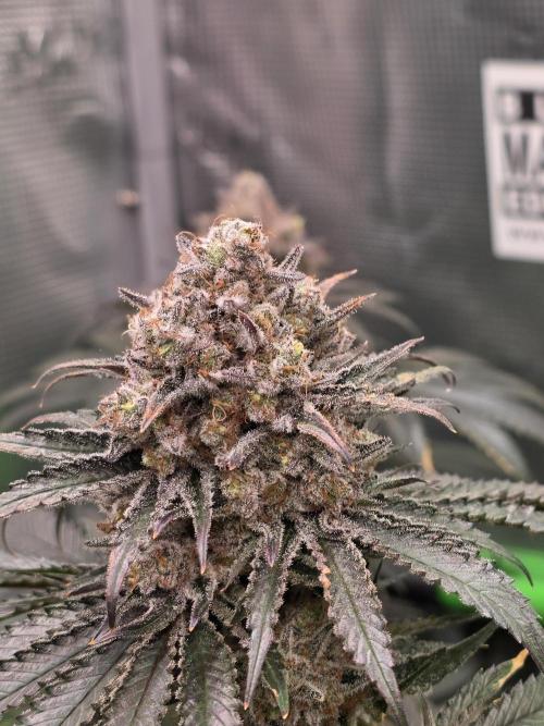 🐝🍯 Nectar Drip  #573/750. Week 15
