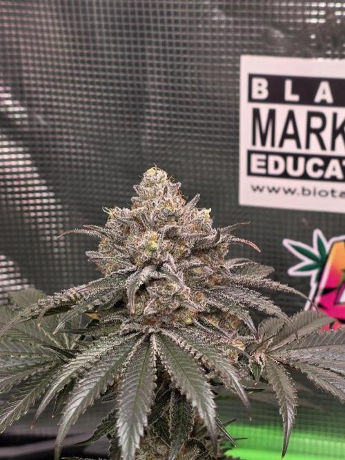 🐝🍯 Nectar Drip  #573/750. Week 15
