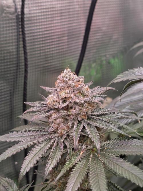 🐝🍯 Nectar Drip  #573/750. Week 15