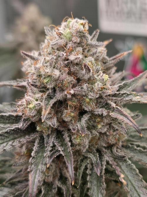 🐝🍯 Nectar Drip  #573/750. Week 15