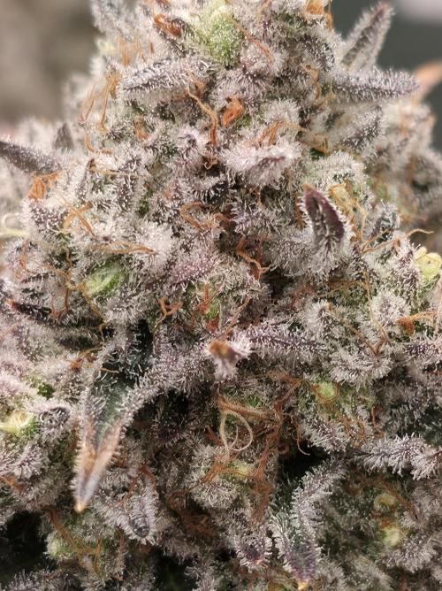 🐝🍯 Nectar Drip  #573/750. Week 15