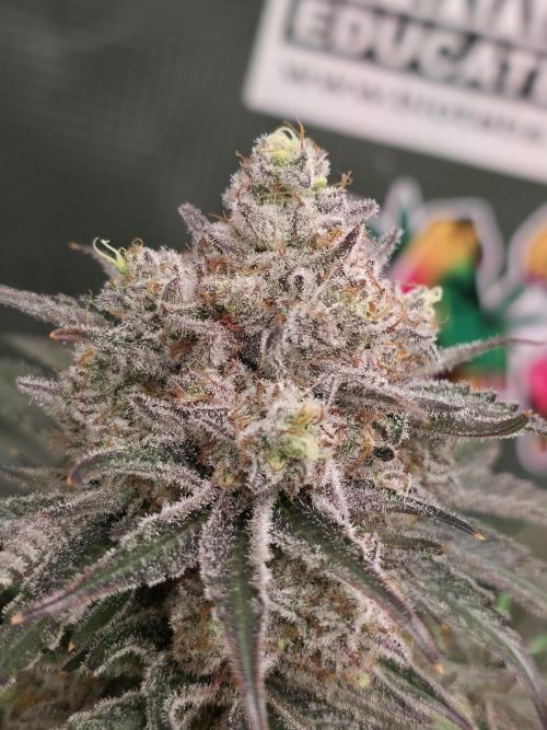 🐝🍯 Nectar Drip  #573/750. Week 15