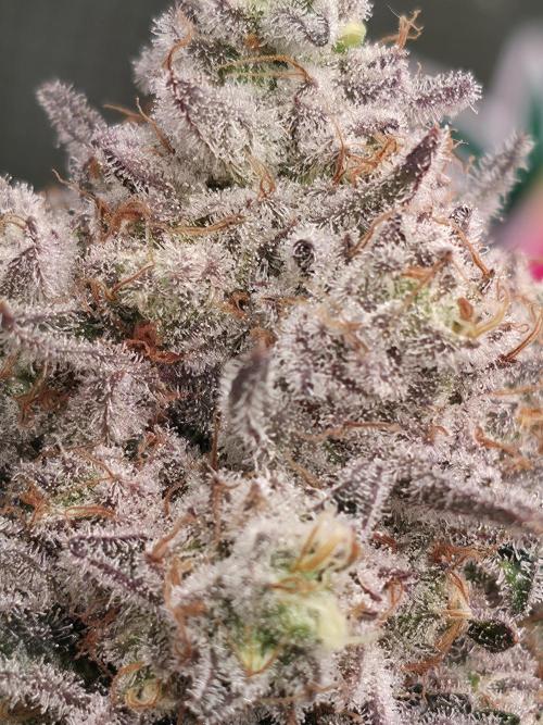 🐝🍯 Nectar Drip  #573/750. Week 15