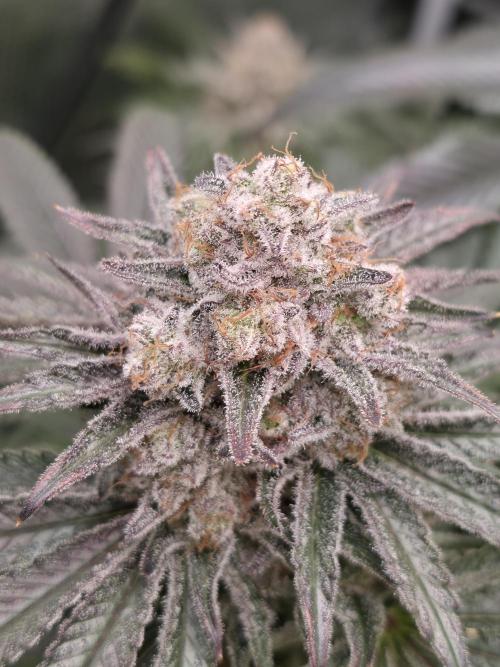 🐝🍯 Nectar Drip  #573/750. Week 15