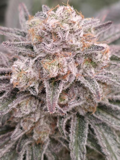 🐝🍯 Nectar Drip  #573/750. Week 15