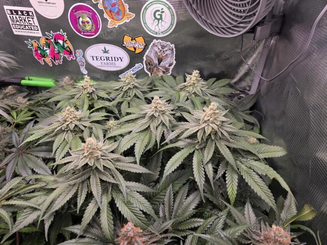 Straw Limez 🍓🍋‍. Week 15