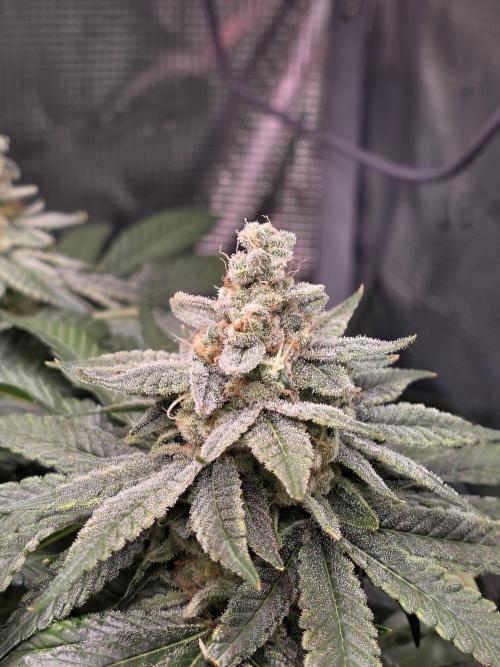 Straw Limez 🍓🍋‍. Week 15