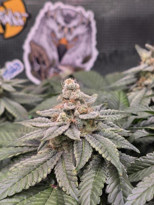 Straw Limez 🍓🍋‍. Week 15